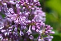 Lilac Minuet Royalty Free Stock Photo