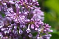 Lilac Minuet