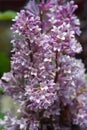 Lilac Minuet Royalty Free Stock Photo