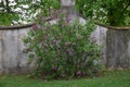 Lilac near the wall old shrub silhouette purple color flowers multi stem grass wet rainy Royalty Free Stock Photo