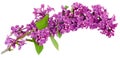 Lilac one branch on white Royalty Free Stock Photo