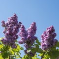 Lilac or elder bush