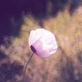 Lilac Opium Poppy