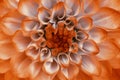 Lilac orange dahlia flower closeup. Macro. It can be used in website design and printing. Royalty Free Stock Photo