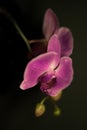 Lilac orchid