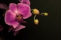 Lilac orchid