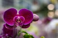 Lilac orchid flower bouquet - bud closeup. Blooming purple pyloric spotted with bud orchid, phalaenopsis, selective focus, shallow Royalty Free Stock Photo