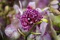 Lilac orchid flower bouquet - bud closeup. Blooming purple pyloric spotted with bud orchid, phalaenopsis, selective focus, shallow Royalty Free Stock Photo