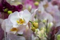 Lilac orchid flower bouquet - bud closeup. Closeup white orchid Phalaenopsis cultivars hybrid flower, selective focus, shallow Royalty Free Stock Photo