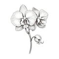 Lilac Orchid Flowers: Detailed Anatomy In Charcoal Portrait Vector Line Art