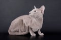 Lilac Oriental Cat