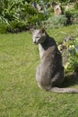 Lilac Oriental cat. Royalty Free Stock Photo