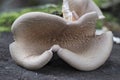 The Lilac Oysterling (Panus conchatus) is an inedible mushroom