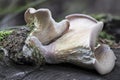 The Lilac Oysterling (Panus conchatus) is an inedible mushroom