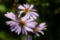 Lilac pale daisy spray flowers as well called Rhone Aster Sedifolius in summer meadow. Royalty Free Stock Photo