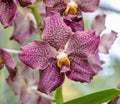 Lilac Paphiopedilum orchid.