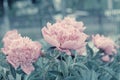 Lilac peony flower blossoming in spring toned Royalty Free Stock Photo