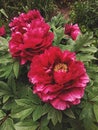 Lilac peony, open flowers and green foliage