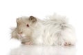Lilac peruvian guinea pig Royalty Free Stock Photo