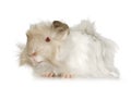 Lilac peruvian guinea pig Royalty Free Stock Photo