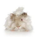 Lilac peruvian guinea pig Royalty Free Stock Photo