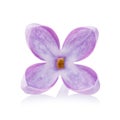 Lilac petal Isolated on a white background