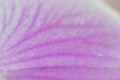 lilac petal of an orchid Royalty Free Stock Photo