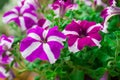 Lilac Petunia background