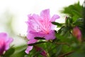 Lilac Petunia