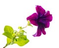 Lilac petunia flower is isolated on white background Royalty Free Stock Photo