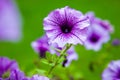 Lilac petunia flower