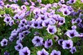 Lilac petunia flowers on a sunny day. Beautiful flowers in summer