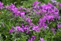 Lilac Phlox subulata Creeping Phlox - creeping plant with small pink flowers to decorate flower beds. Floral background Royalty Free Stock Photo