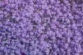 Lilac phlox with very peri color mood. The Pantone color of the year. Light color variatition with very pery