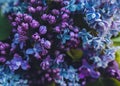 Lilac Photo with copy space Royalty Free Stock Photo