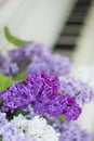 Lilac on piano close-up. White piano. Lilac bouquet several colors over Syringa vulgaris. Lilac flowers