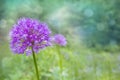 Lilac / pink Allium Onion Flower on blurred natural background i Royalty Free Stock Photo
