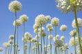 Lilac / pink Allium Onion Flower on blurred natural background in a summer garden Royalty Free Stock Photo