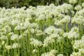 Lilac / pink Allium Onion Flower on blurred natural background in a summer garden Royalty Free Stock Photo