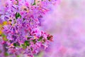 Lilac on a pink background. Royalty Free Stock Photo