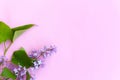Lilac on pink background Royalty Free Stock Photo