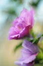 Lilac-pink Bud blossomed flower, beautiful soft blur, selective focus Royalty Free Stock Photo