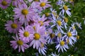 Lilac and pink chamomile perennial Royalty Free Stock Photo