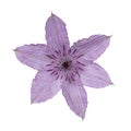 Lilac / pink Clematis flower on white