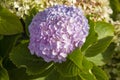 Lilac-pink hydrangea background Royalty Free Stock Photo