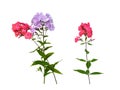Lilac and pink phlox on a white background Royalty Free Stock Photo