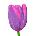 Lilac pink tulip flower isolated on a white background. Close-up. Flower bud on a green stem Royalty Free Stock Photo