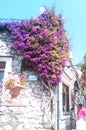 Lilac plant on a house wall