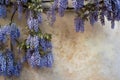 Lilac plant on old wall