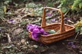 Lilac Poppy flowers in a wicker basket